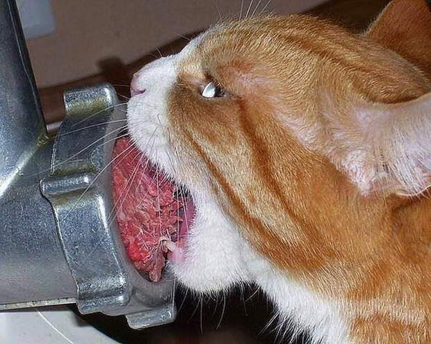 Приколы с котами. часть 12 (29 фото)