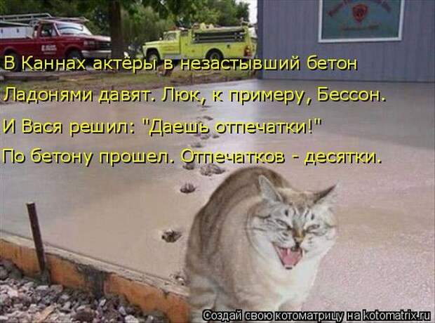 Лучшие котоматрицы недели (50 фото)