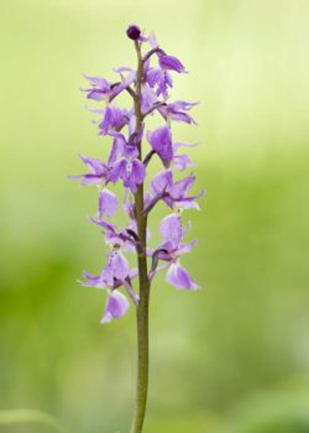 Anacamptis papilionacea ранее выделялся как вид ятрышник каспийский (orchis caspia)