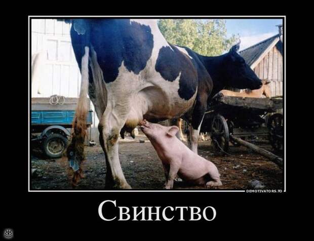Не сдавайся никогда! 33