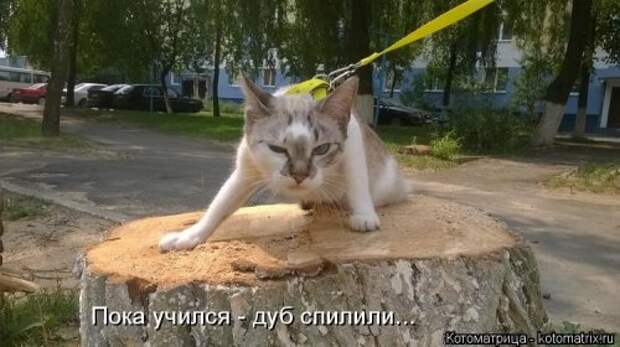 Новая котоматрица (29 фото)