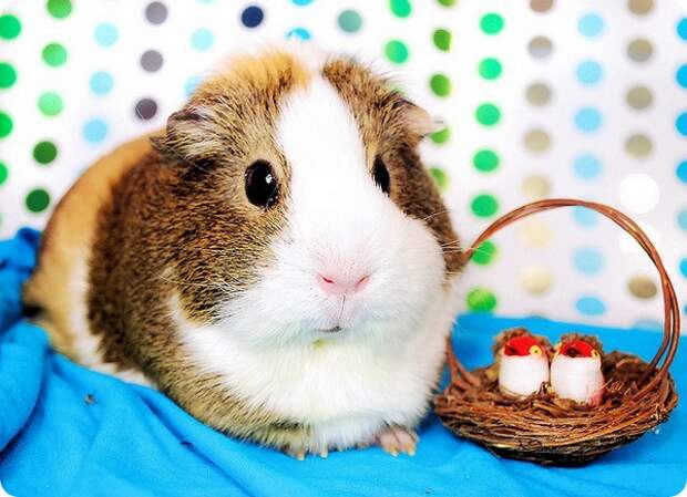 Морская свинка (лат. Cavia porcellus)