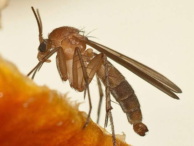 Как избавиться от комаров без ядовитой «химии»: 9 крутейших способов
