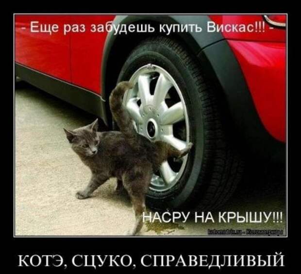 Демотиваторы про котэ и не только.