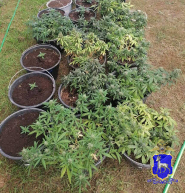 В Самарской области полицейские пресекли незаконное культивирование наркосодержащих растений в Волжском районе