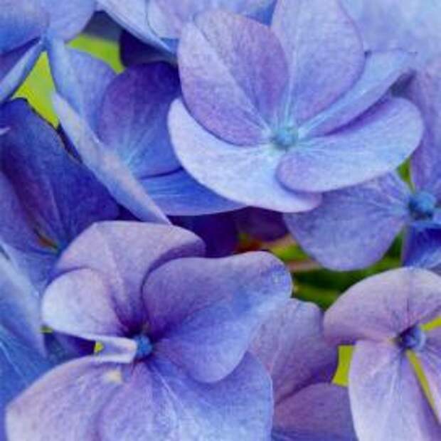 Гортензия крупнолистная (Hydrangea macrophylla)