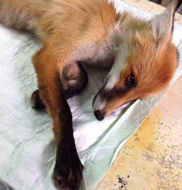 Челябинский ветеринар спасает сбитого машиной лисенка лиса, спасение