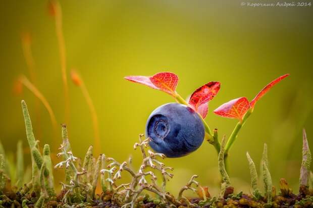 natgeo21 Лучшие фотографии National Geographic за сентябрь