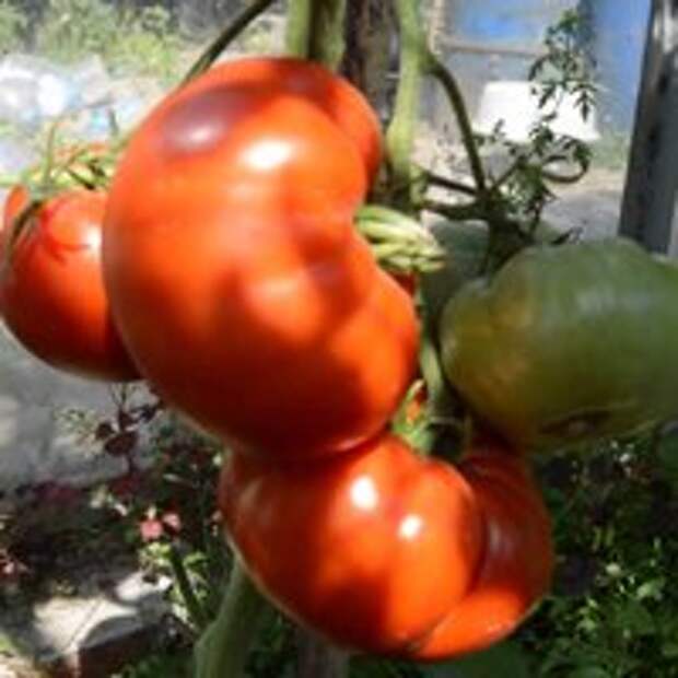 новинки семян томатов 2016, томат гигант новикова