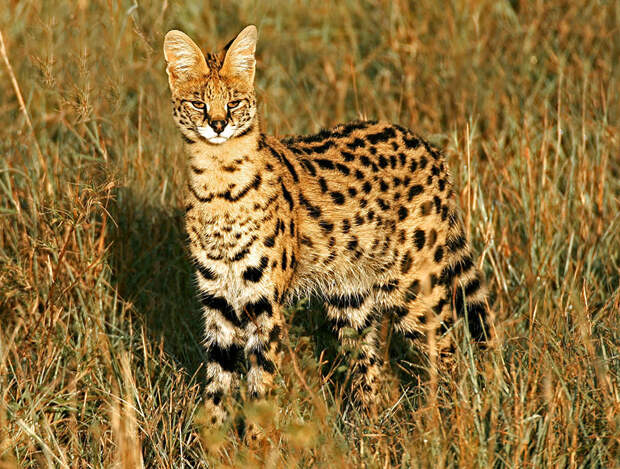 unusual-wild-cats-36__880