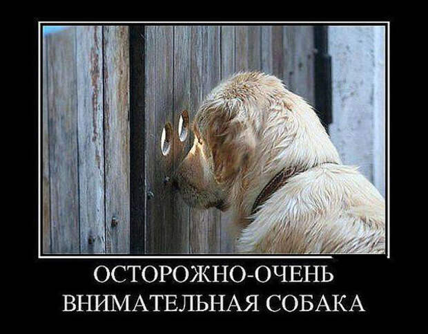 Веселые демотиваторы со смыслом (12 фото) Веселые демотиваторы со смыслом (12 фото)