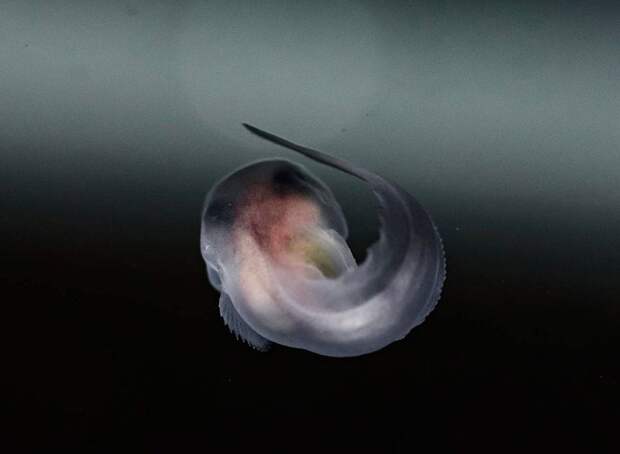 Приморские учёные первыми в мире вырастили в неволе глубоководных рыб