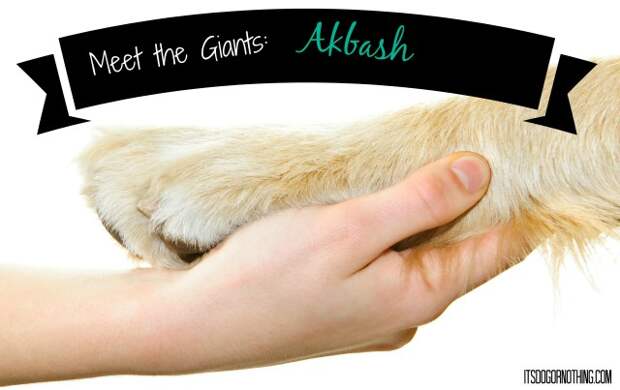 Today on Meet the Giants, the Akbash! Head over to read all about this amazing livestock guardian dog.