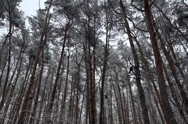 В Тамбовской области женщина оставила новорожденного ребенка в лесу