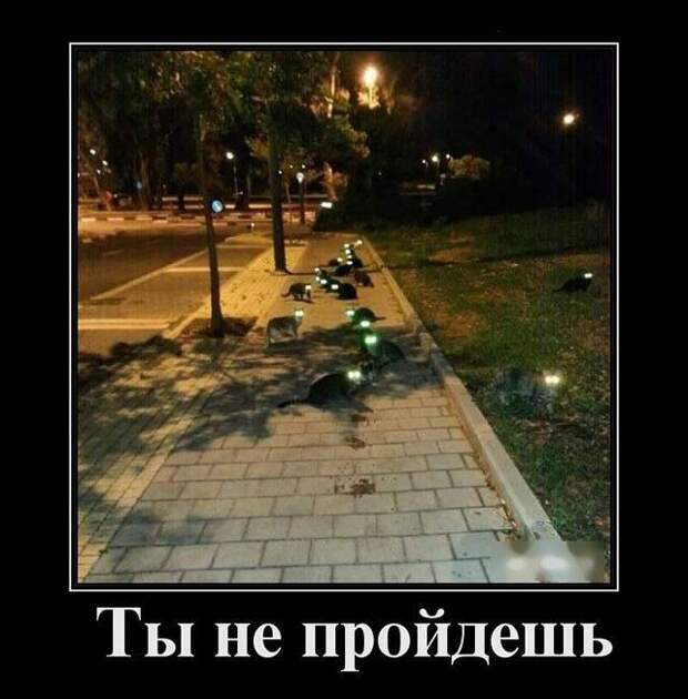 Демотиваторы демотиваторы, прикол, юмор