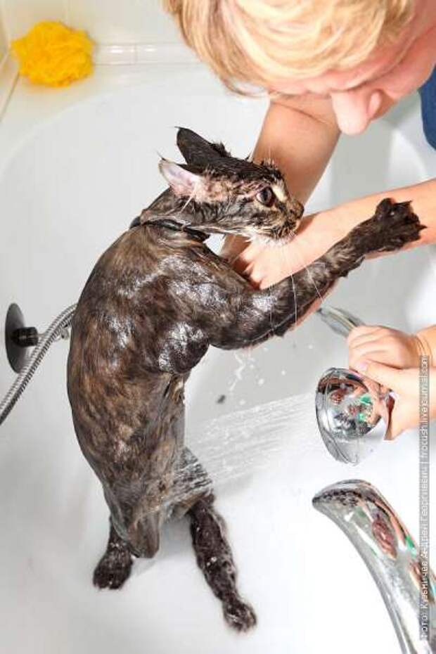 Как помыть кошку и остаться в живых