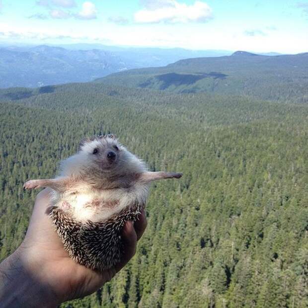 biddy-cute-hedgehog-adventures-7
