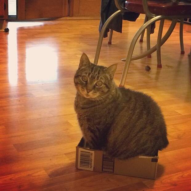 кошка в коробке