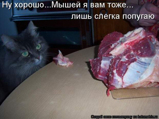 Лучшие котоматрицы недели (50 фото)