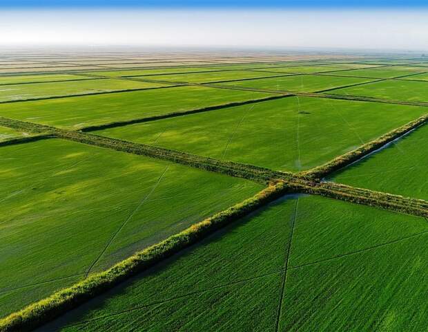 Как выращивают рис в России Сельское хозяйство России, производство, рис