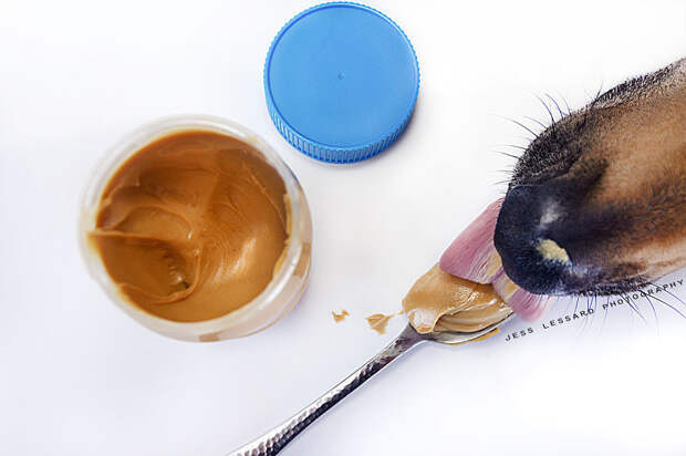 Кая и арахисовое масло Кая и арахисовое масло еда, кража, собака, фотопроект