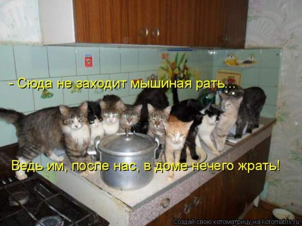 Лучшие котоматрицы недели (50 фото)