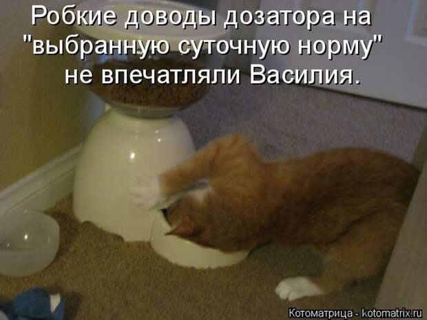 Лучшие котоматрицы недели