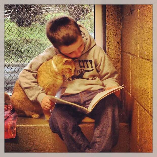 bookbuddies14 Как кошки помогают детям развить навыки чтения
