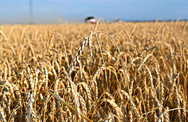 Bloomberg: непогода в России стала одной из причин мирового роста цен на пшеницу
