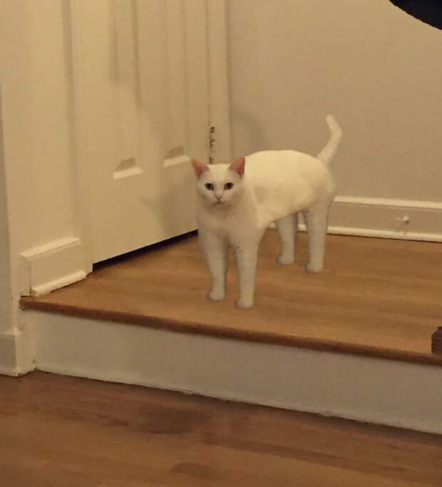 Non-awkward Full-cat Pose