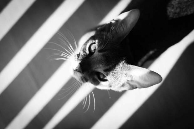 черно белые фотографии кошек (20)