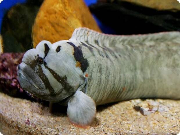 Цебидихтис (лат. Cebidichthys violaceus)