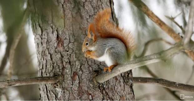 Собянин: В Москве посещение ООПТ останется бесплатным и впредь Фото: mos.ru