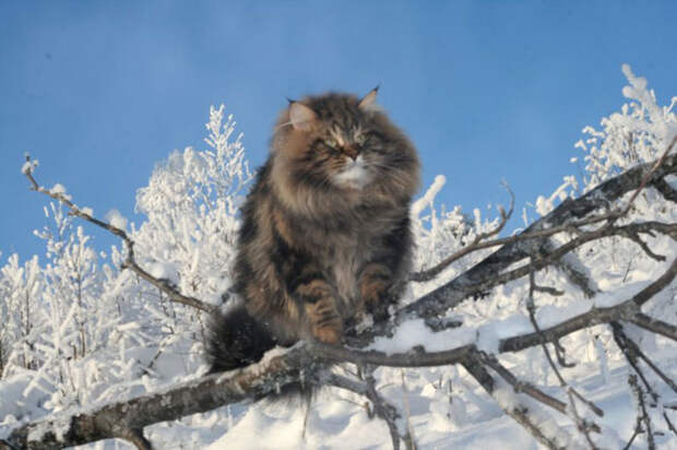 Сибирский царь котов