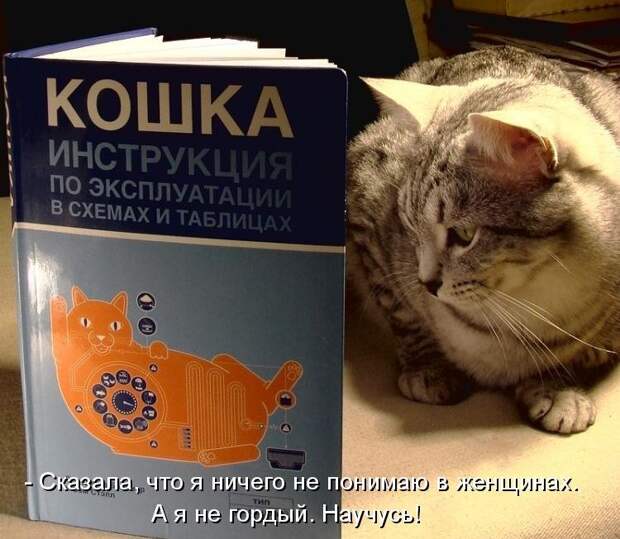 Котоматрица (81 фото)
