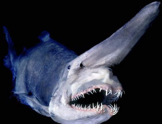 акула-домовой фото 1 (400x305, 64Kb)