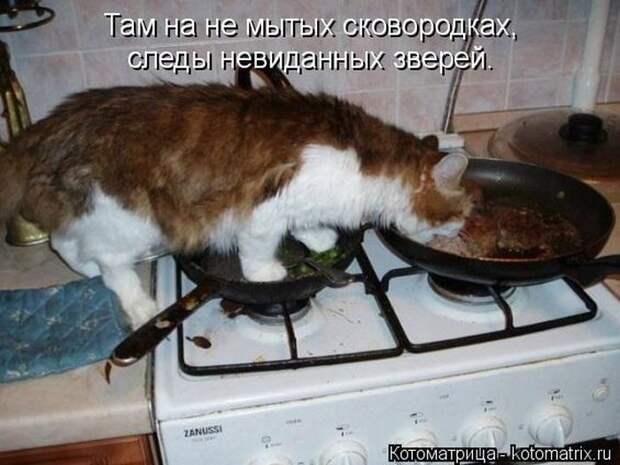 Лучшие котоматрицы недели