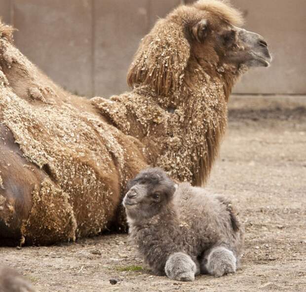 animalbaby20