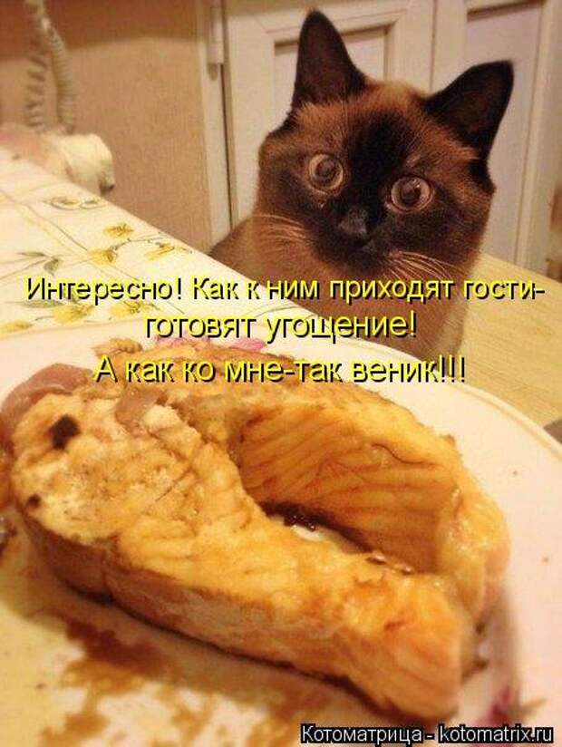 Новая котоматрица для хорошего настроения (28 фото)