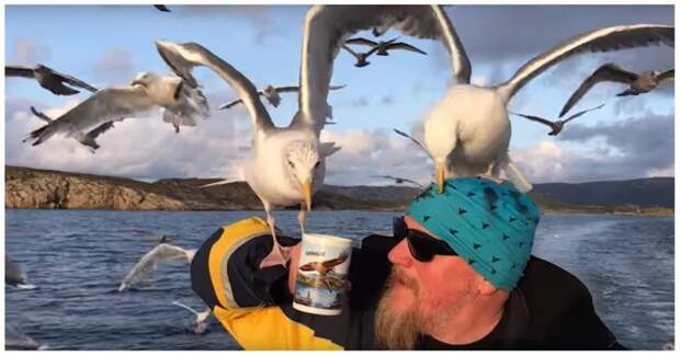 Мужчина напоил стаю чаек чаем видео, животные, норвегия, прикол, птицы, чай, чайки
