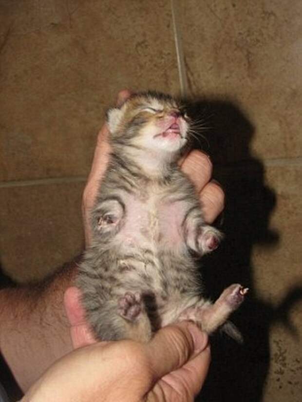 котёнок
