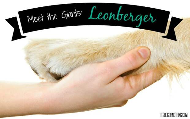 This week on Meet the Giants - the Leonberger! Head over to the blog to read all about this gorgeous gentle giant!