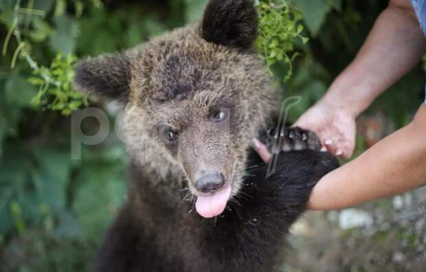 Владелец скандально известного медведя Степана из Троицка выкупил из цирка беременную медведицу