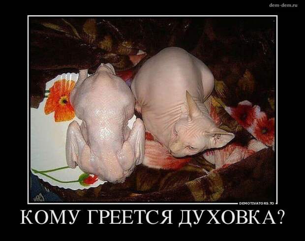 Свежие демотиваторы дня от 11-06-2014
