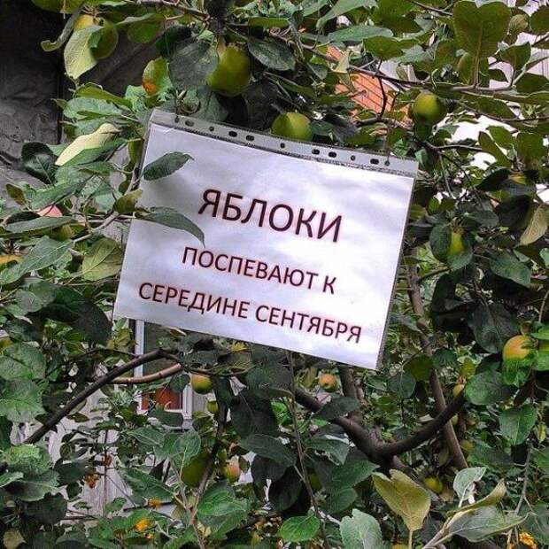 Воришки, которые уже давно в ссоре со своей совестью