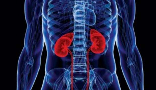 Kidneys-e1442957544932