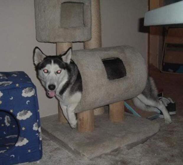На самом деле это кот собака, юмор