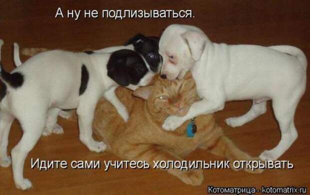 Котоматрицы (картинки с надписями)