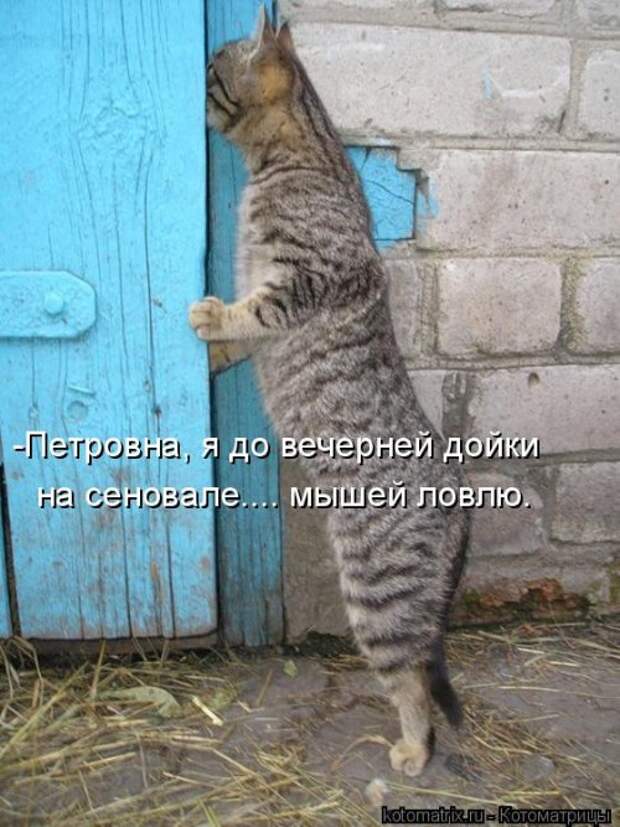 Новая котоматрица (38 фото)