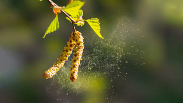 Пыльца ольхи и березы накрыла Москву